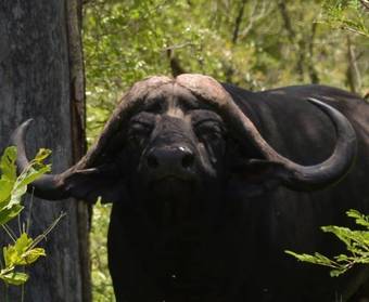 The Wild Olive Tree Camp