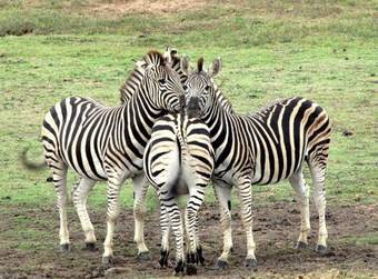 Hostal Kronenhoff Guesthouse