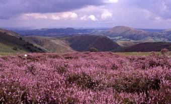Agroturismo The Wroxeter Hotel