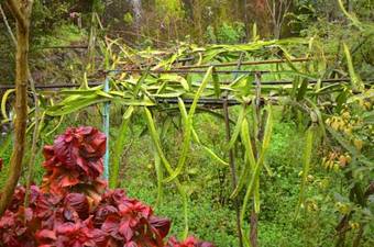 Neiwan Old Street Hill View Homestay