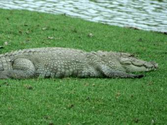 Hotel Mahoora Tented Safari Camp - Bundala