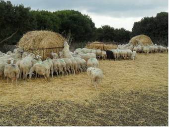 Hostal Agriturismo Casa Marmida