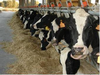 Hostal Masseria Pilano