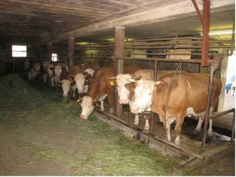 Apartamentos Farm Stay Pirc