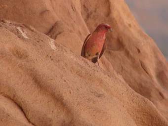 Bedouin Advisor Camp