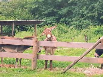 Agroturismo Agriturismo Val Codera