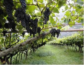 Agroturismo Antico Fienile Agritur