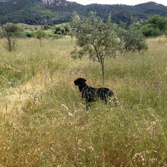 Hostal Agriturismo L'aglientu B&B