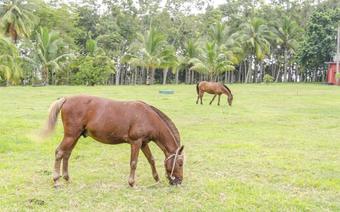 Hotel Villa La Granjita
