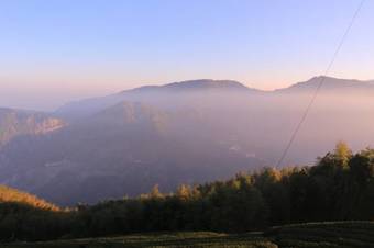 De Ren Tea Gardens