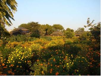 Hotel Orchard Pushkar