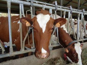 Agroturismo Fermeaust