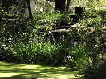 Bed & Breakfast Backyard Garden Oasis