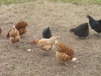 Karingal Homestead B&B