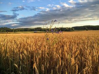 Hostal Pensionat Hog�rden