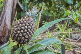 Bed & Breakfast Brisas Del Paraiso