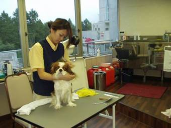 Izu Kogen Wanwan Paradise Hotel