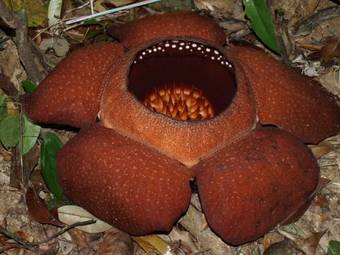 Hotel Khao Sok Palmview Resort