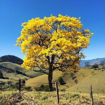 Hospedaria Vida Na Ro�a