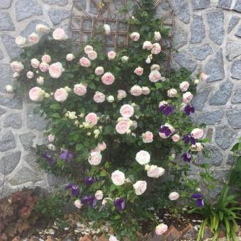 Bed & Breakfast Villa Des Glycines