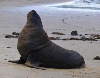 Apartamento Kepplestone By The Sea - The Catlins