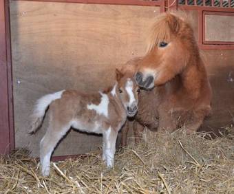 Bed & Breakfast Ch�teau Des Noces