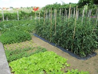 Apartment In Lopar With 1