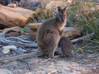 Lodge Freycinet Eco Retreat