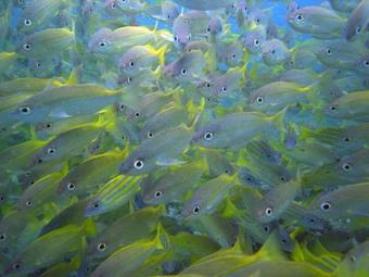 Zawadi Hotel, Zanzibar