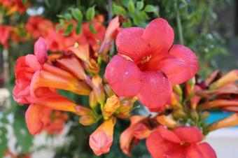 Bed & Breakfast L'etape