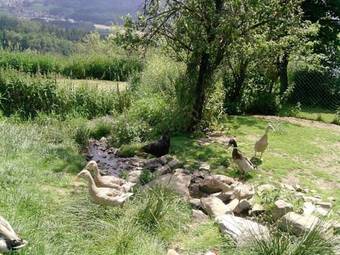 Apartamento Kriegerhof