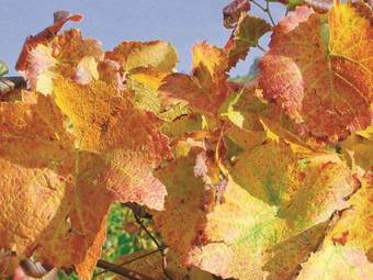 Apartamento Weingut Alfred Huber