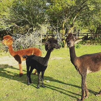 Albergue Basecamp Wales