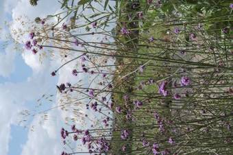 Bed & Breakfast Handley Barn