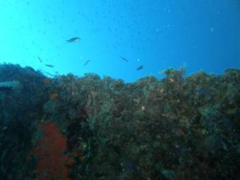 Apartamento Kiwi Kastle