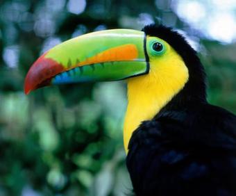 Hostal Congo Bongo Ecovillage Costa Rica