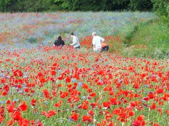 Apartamento Ferienwohnungen Blume