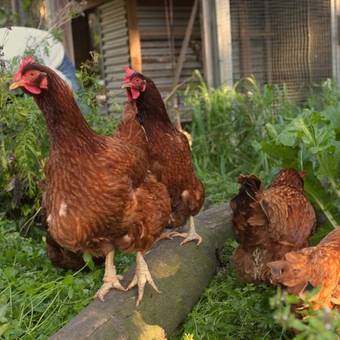 Hostal Bombah Point Eco Cottages