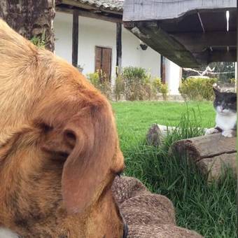 Posada Turistica Altamizal