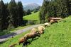Agroturismo Residenz Erschbaum
