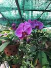 Family Homestay