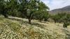 Agroturismo Cortijo Las Tres Rosas