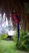 Hostal La Junglita