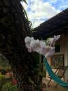 Hostal Jardim De Minas