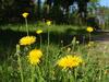 Peebu K�mping