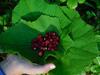 Peebu K�mping