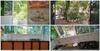 Blue Birds Homestay