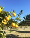 Lodge Iuta Glamping & Farm