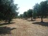 Trull Of Paradise With Pool-white Ostuni-puglia