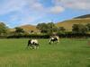Pendleside, Clitheroe
